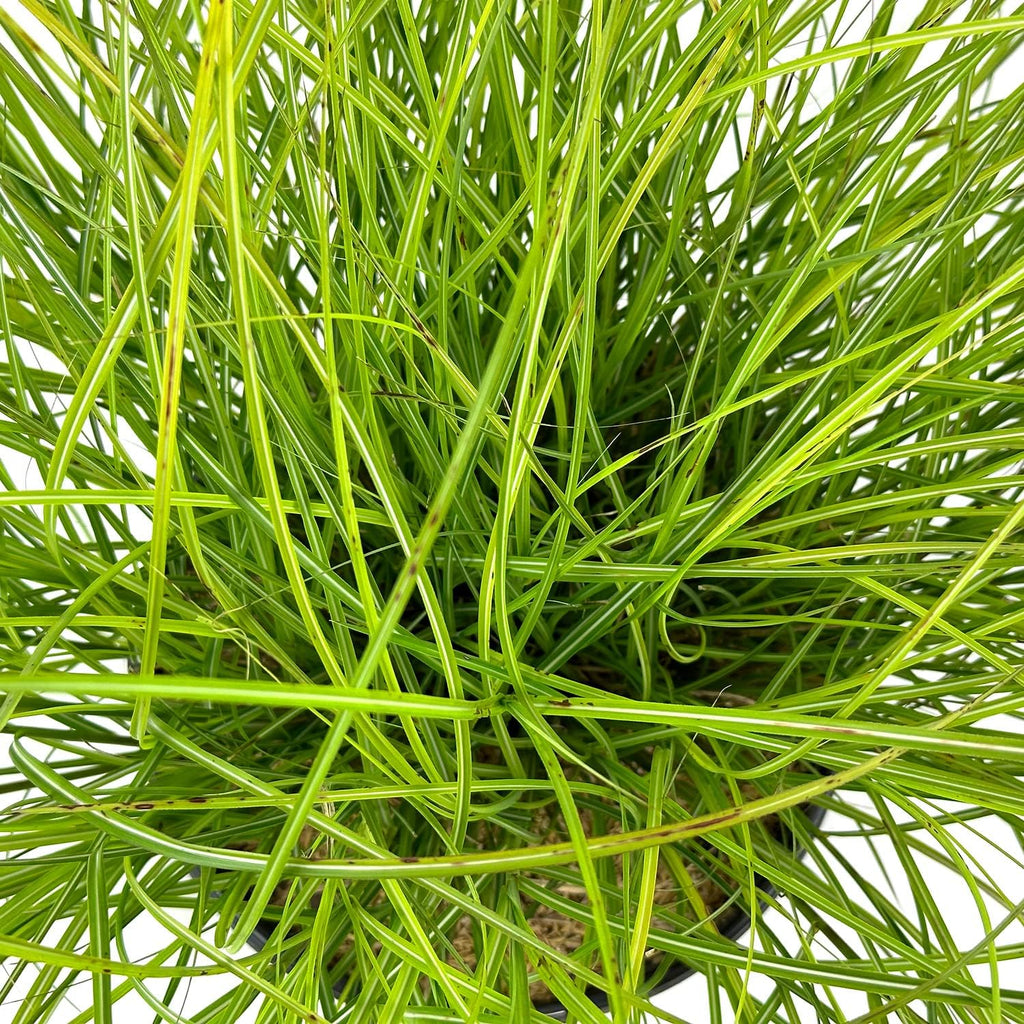Adagio Maiden Grass Dwarf Ornamental Grass 3 Gallon Pot I7457