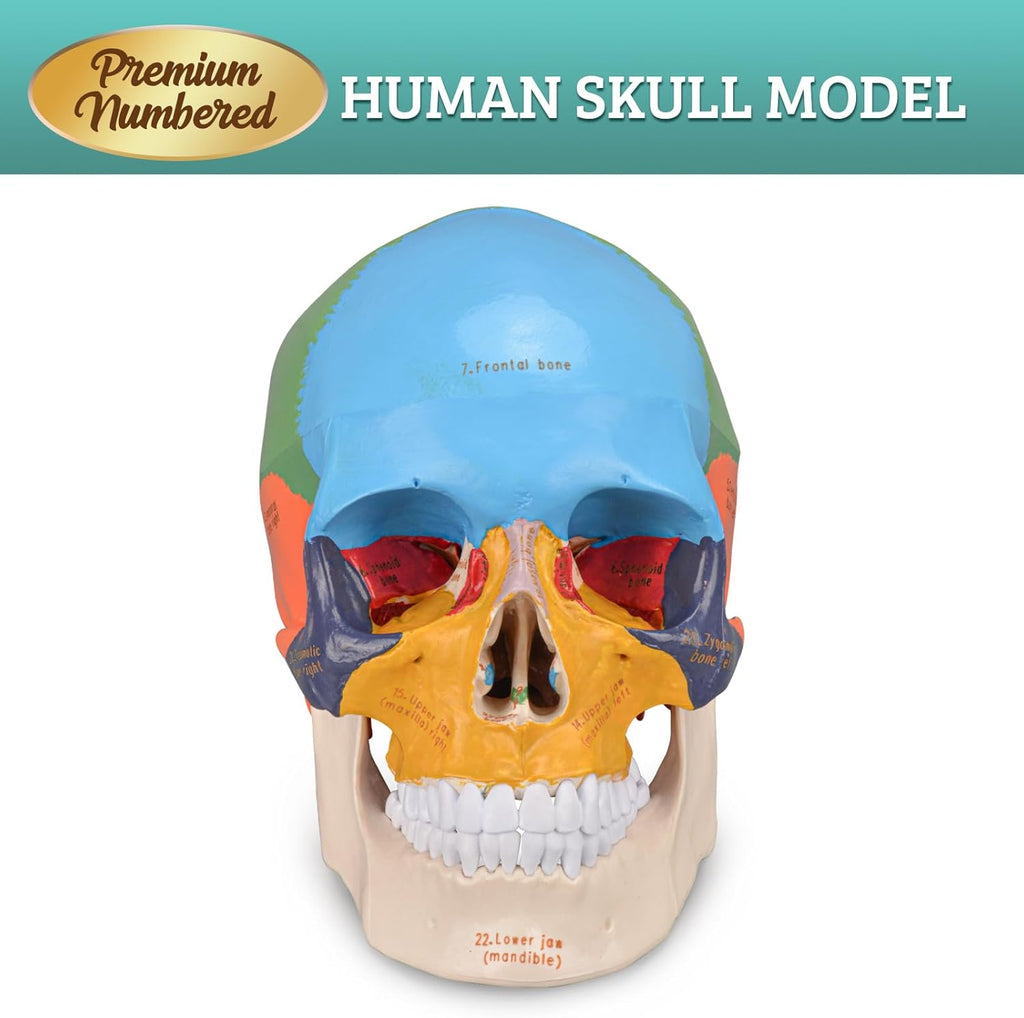 Life Size Human Skull Anatomical Model with Laser-Etched Fonts for Medical Study Z71708