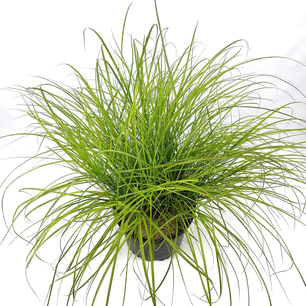 Adagio Maiden Grass Dwarf Ornamental Grass 3 Gallon Pot I7457