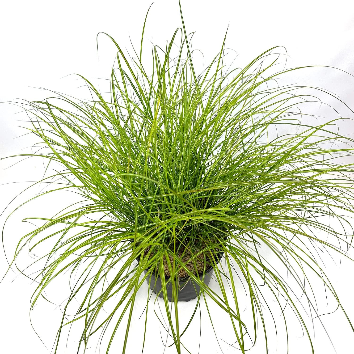 Adagio Maiden Grass Dwarf Ornamental Grass 3 Gallon Pot I7457