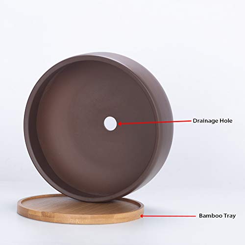 Terracotta Shallow Succulent Planter 8 Inch with Bamboo Tray Q954