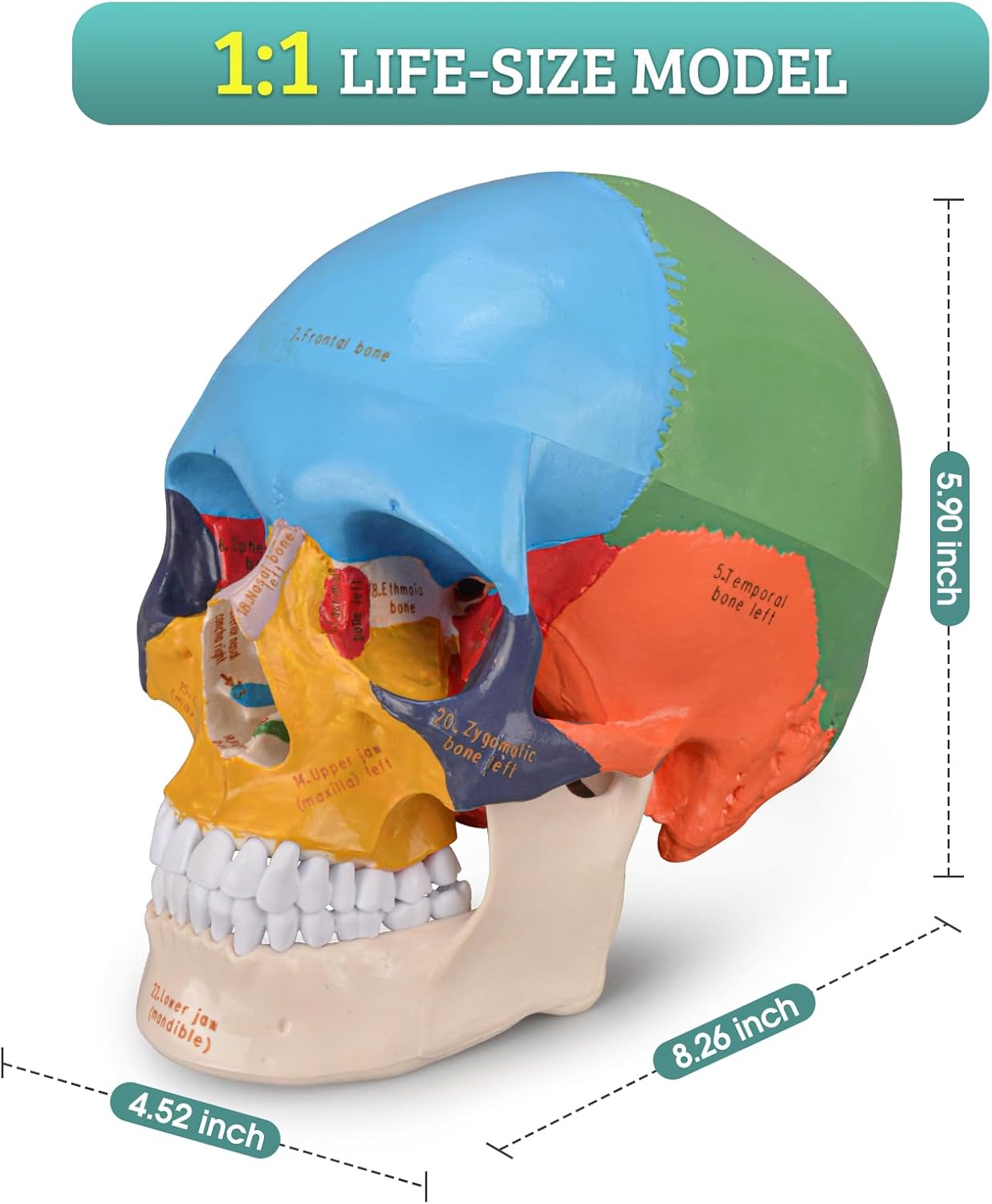 Life Size Human Skull Anatomical Model with Laser-Etched Fonts for Medical Study Z71708