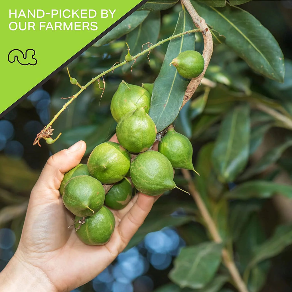Macadamia Nuts Freshly Roasted & Salted 16oz by Nut Cravings X70886